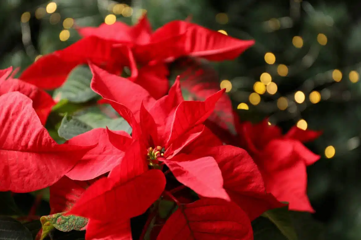 "Christmas Star Plant": History and tips for keeping it healthy after the holidays